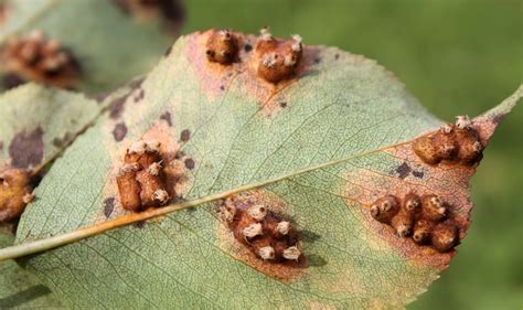 Pear Rust | Garden Pests & Diseases | Gardening Tips | Thompson & Morgan