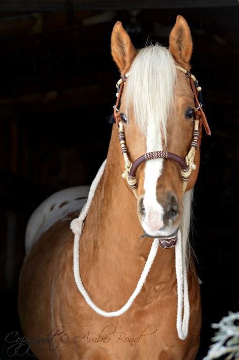 Handsome palomino Appaloosa. | Horses, Palomino horse, Appaloosa horses