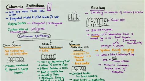 Simple Columnar Epithelium | Location | Function | Types - YouTube