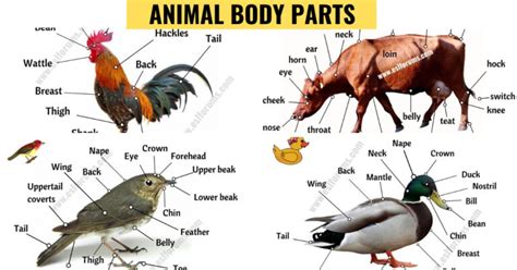 Animal Anatomy: A Big Lesson of Animal Body Parts with ESL Pictures! - ESL Forums