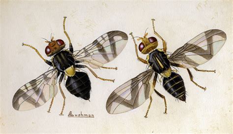 True Flies (Diptera) | Smithsonian Institution