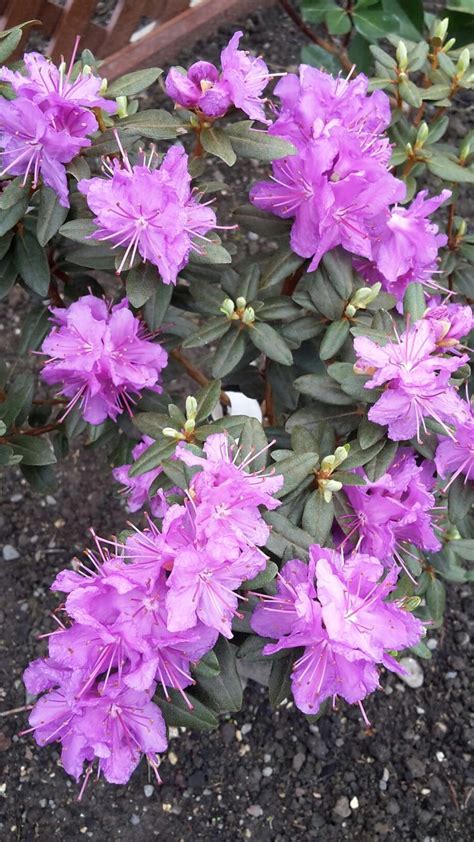 Rhododendron - Purple Gem. | Landscape decor diy, Backyard design ...