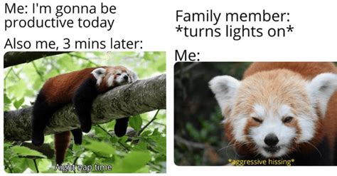 Wholesome Red Panda Memes To Fire Up Everyone's Day - I Can Has ...