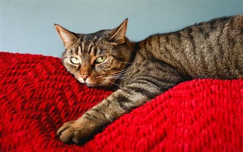 Your Cats Can Tell When You're Speaking to Them - Scientific American