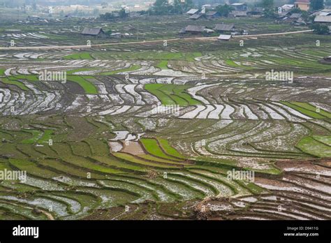 Sapa Vietnam - Rice paddies Stock Photo - Alamy