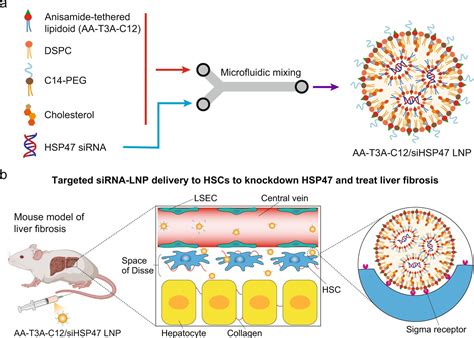 RNA lipid nanoparticle engineering stops liver fibrosis in its tracks ...