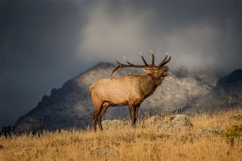 The Complete Guide To Planning A Colorado Elk Hunt | Elk hunting trips ...