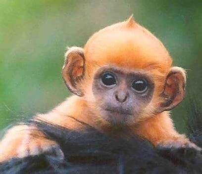 Baby Monkey - Best Animals