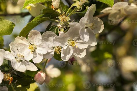 apple or cherry blossoms 9455098 Stock Photo at Vecteezy