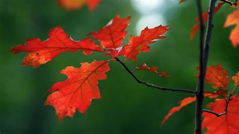 red oak tree leaves turning yellow - Taina Henke