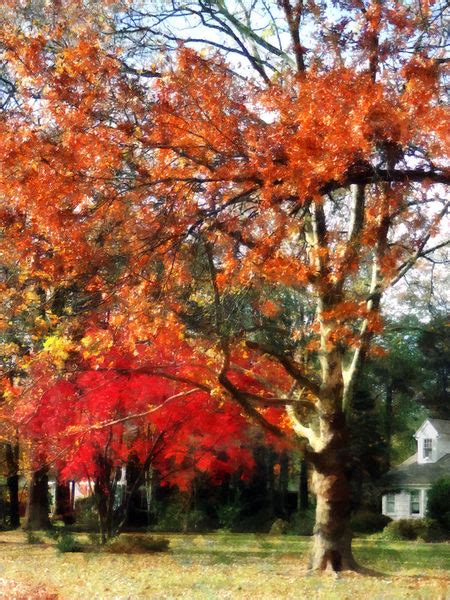 "Autumn Sycamore Tree" Digital Art art prints and posters by Susan ...