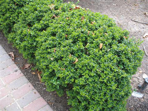 Buxus microphylla 'Morris Dwarf' Boxwood. This is a dense, tight growing boxwood that makes an ...