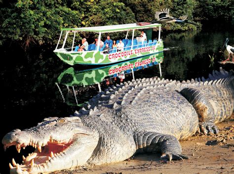 Crocodile Express Daintree River Cruises - Destination Daintree