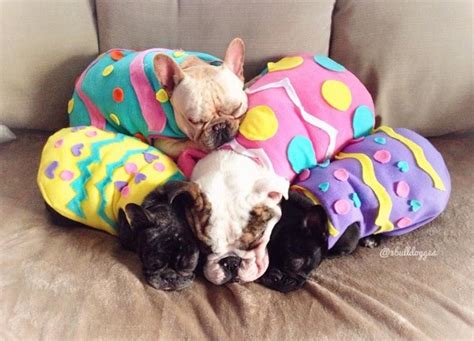 French bulldogs in Easter egg costumes | 3bulldogges @ IG | Easter dog, Easter pets, Dog easter eggs