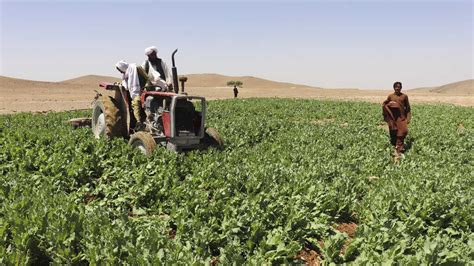 Afghanistan opium: Taliban destroys poppy farms, enforcing a ban on the crop : NPR