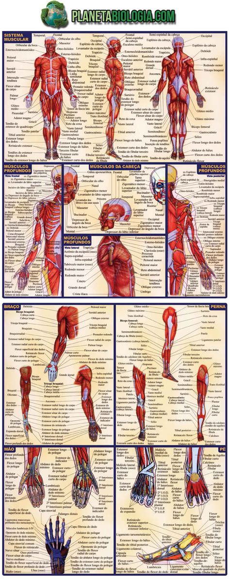 Os Principais músculos do corpo humano – Planeta Biologia