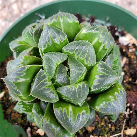 Haworthia Retusa – Fantastic Gardens