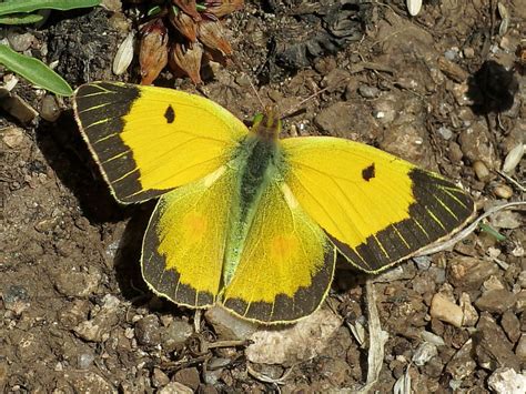 British butterfly gallery by family | Wildlife Insight