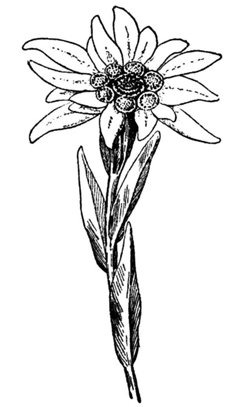 Edelweiss Flower Drawing | Free download on ClipArtMag