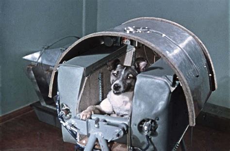 Laika: The Soviet Space Dog Sent on a One-Way Trip into Orbit, 1957 - Rare Historical Photos