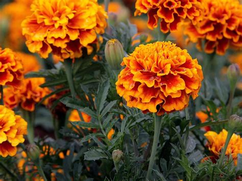 Tagetes erecta | Tagetes erecta L. ASTERACEAE Origem: México… | Flickr