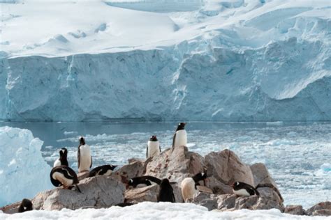 Taking an Antarctica Cruise with Hurtigruten: 10+ Important Things to Know Before Booking ...