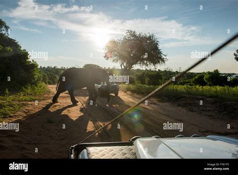 Kasane, Botswana - Chobe National Park Elephant and Safari Vehicles ...