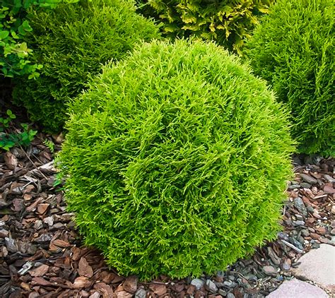 Little Giant Arborvitae Shrubs For Sale | The Tree Center