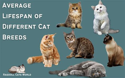 The Average Lifespan of Various Cat Breeds