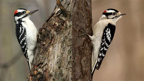 Hairy vs Downy Woodpecker: Differences and Similarities