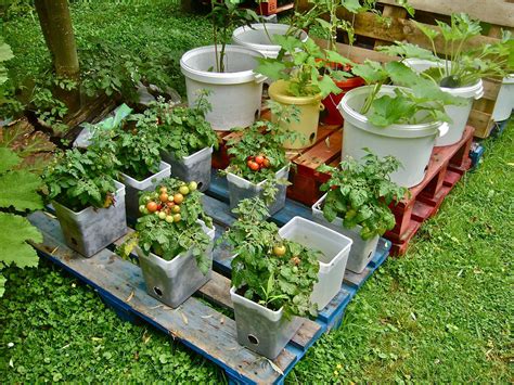 Vegetable Container Gardening In 2023 – HOMYSTYLE