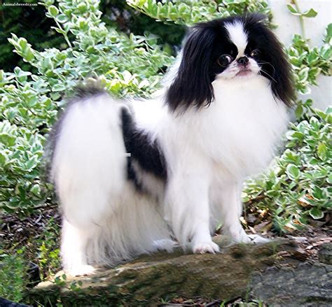 Japanese Chin - Puppies, Rescue, Pictures, Information, Temperament ...