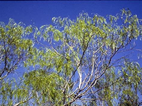 Prosopis glandulosa - Structure Landscapes