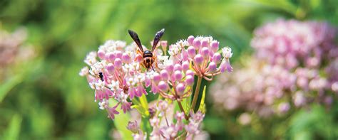 Nurturing Nature | UofL News