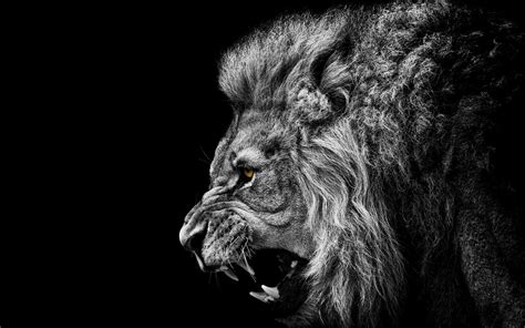 Free download Roaring Lion Animal High Definition Desktop Background ...