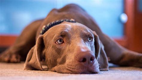 7 Most Common Signs of Anxiety in Dogs and How It Manifests Itself