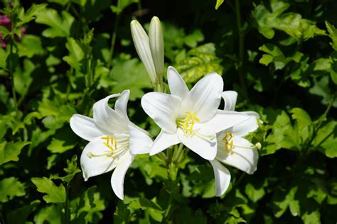 Madonna Lily (Azucena) Flower: Meaning, Symbolism, and Colors | Pansy Maiden