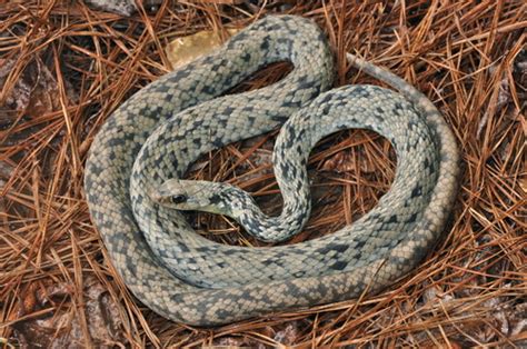 North American Racer (Coluber constrictor) · iNaturalist