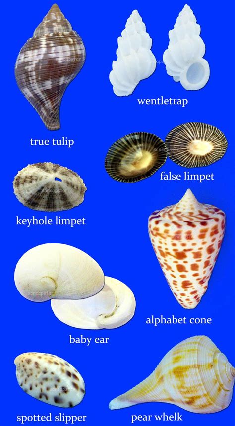 Sancapstar Shell Guide | Shells, Sea shells, Sanibel shells