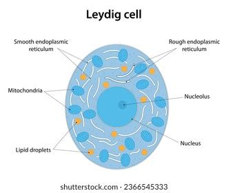 Leydig Cell Cell Testes That Produce Stock Vector (Royalty Free) 2366545333 | Shutterstock