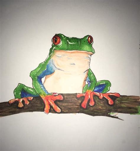 Red eyed tree frog | Drawing Amino