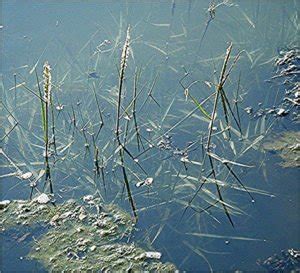 Cordgrass, English - Coastal Invasive Species Committee