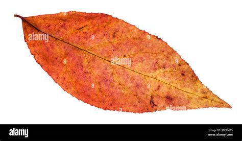 red leaf of willow tree isolated on white background Stock Photo - Alamy