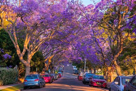 Where to find the best jacarandas in Australia - Travel Australia ...