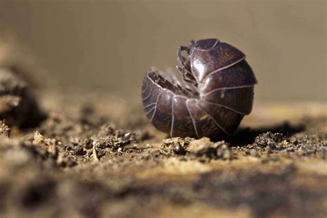 30 Pill Bug Facts About This Common Woodlouse - Facts.net