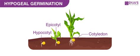 Hypogeal Germination- A Type of Germination In Plants - An Overview