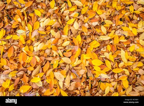 Leaves Leaves Leaves. Background of golden leaves Stock Photo - Alamy