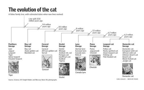 BarleysList: The Evolution of Cats: From Tiger to Housecat