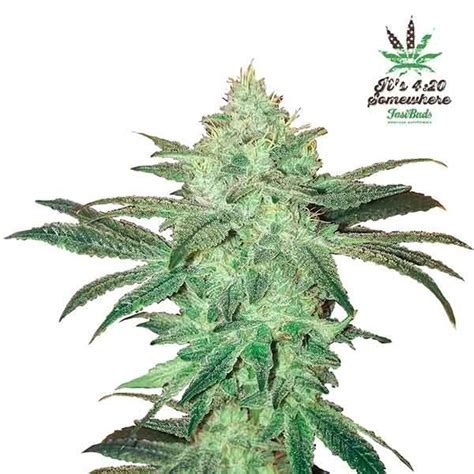 STARDAWG - Cannabis Seeds from FastBuds