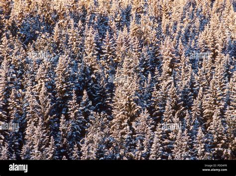 Taiga, boreal forest, coniferous evergreen forest. White spruce, Picea glauca, trees with snow ...